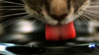 Katzenzunge  Trailer Schulfilm Biologie [upl. by Asseniv]