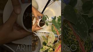 Repotting Scindapsus 🌿 shortsfeed scindapsuspictus satisfying asmr [upl. by Mowbray]