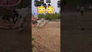 Bull race stunt 😳🤞🔥🔥  Bull Race  Andhra Pradesh  India trending reels shorts viralvideo [upl. by Aleil]