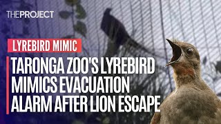 Taronga Zoos Lyrebird Mimics Evacuation Alarm After Lion Escape [upl. by Painter]