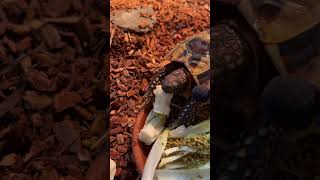 Endive and tortoise pellets ASMR asmr [upl. by Clarence160]