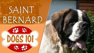 Dogs 101  SAINT BERNARD  Top Dog Facts About the SAINT BERNARD [upl. by Esinehc]