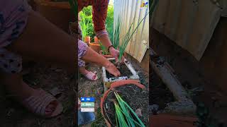 Farmers grow green onions boykingtv shortsvideo farming harvesting gardenplants [upl. by Lean]