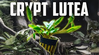 How to Care for Cryptocoryne Lutea  Easy Low Light Crypt for Beginners [upl. by Aneer]