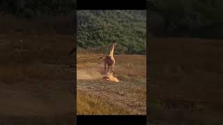 Unbelievable Watch This Giraffe Kick Its Way Out of a Lion Attack [upl. by Aissac]