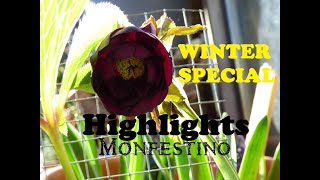 Winter Specials 202223 Gardeners World Highlights from The Little Garden of Monfestino [upl. by Ramahs]