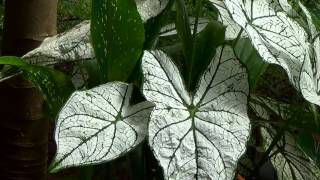 TINHORÃO CALADIO CALADIUM BICOLOR MUDAS  CLICAR NO LINK DO FINAL DO VÍDEO  ABRIR PASSO A PASSO [upl. by Annawek]