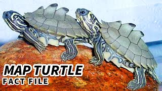 Map Turtle Facts the SAWBACK Turtle 🐢 Animal Fact Files [upl. by Naujak]