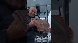 Gold Coast fishing jewfish Jack tailor shark in two hours [upl. by Ecnaiva302]