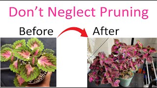 The Art of Coleus Pruning Mastering the Technique for Gorgeous Plants [upl. by Claud]