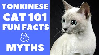 Tonkinese Cats 101  Fun Facts amp Myths [upl. by Anisah]