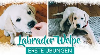 Training mit Labrador Welpe  Erziehung Deckentraining  Beißhemmung  Ruhe üben  WELPENERZIEHUNG [upl. by Ibba]