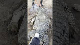 Careful Crocodile Handling Farmer Paralyzes and Safely Restrains Crocodile [upl. by Odraleba]