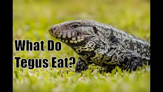 What Should Tegus Eat [upl. by Aicram728]