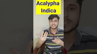 Acalypha Indica Homeopathic Medicine short youtubeshorts [upl. by Judy]