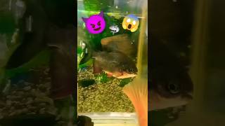 😱 Fish Aquarium piranha fish [upl. by Yanrahc]