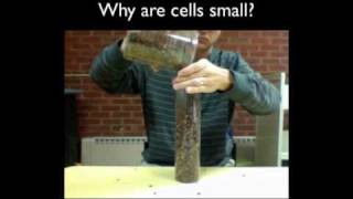 Why Are Cells Small [upl. by Frants]