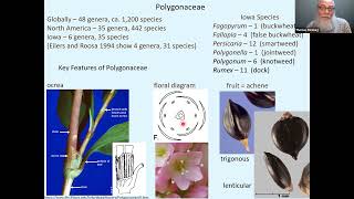 Persicaria Smartweeds Identification [upl. by Yoral]