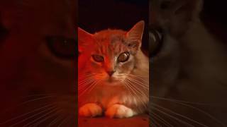 Techno Kitty 🐈 techno dj remix rave cat electronicmusic [upl. by Gytle825]