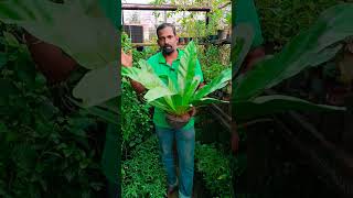 Birds Nest Ferns Asplenium nidus shorts how shortfeed viral shortsyoutube yshorts plants [upl. by Bianka]