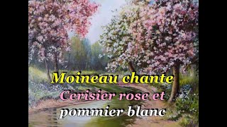 Cerisier rose et pommier blanc  Moineau chante et saccompagne [upl. by Eliseo]