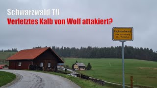 🚨🐺 Verletztes Kalb von Wolf in Dachsberg im Südschwarzwald attackiert [upl. by Vudimir]