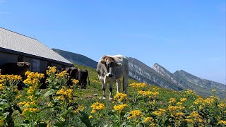 … vom Chäserrugg abwärts zum Iltios mit dem Toggenburger Jodelclub Säntisgruess UnterwasserWildhaus [upl. by Ahtilat]