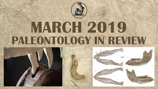 New Paleontology Discoveries March 2019 [upl. by Analiese413]