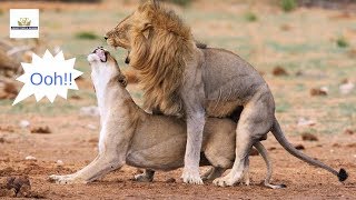 Where in East Africa is the best place to see animals MATING while on wildlife safari Maasai Mara [upl. by Fayola]