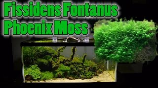 How To Grow Aquarium Moss amp Liverwort Fissidens Phoenix Moss part 2 [upl. by Merrilee]