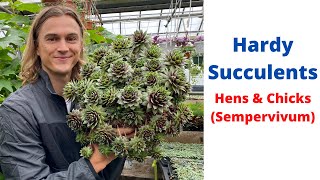 HENS AND CHICKS Sempervivum Hardy Succulents [upl. by Schwenk]