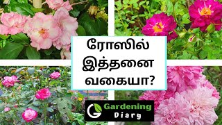 Rose varieties an overview in Tamil  உங்கள் ரோஸ் வகையை அறிந்து கொள்ளுங்கள் [upl. by Aicenert]