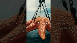 WOW❗BINTANG LAUT TERBESAR TERTANGKAP OLEH NELAYAN shorts short sea animals [upl. by Luckett]