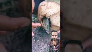 🌞amazing green coconut in fishing in water😂 carpfishing fish fishing commoncarp carp shorts [upl. by Dahl]