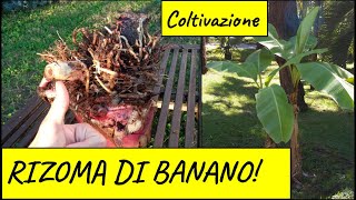 Coltivazione del BANANO da rizoma [upl. by Airamanna]