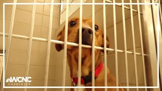 Clear the Shelters 2024  Help furry friends in Gaston County [upl. by Ynabla818]