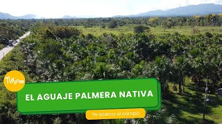 El aguaje palmera nativa 🌴 TvAgro por Juan Gonzalo Angel Restrepo [upl. by Jedediah]