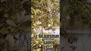 An oarsman sailing canoeAmazing World Views [upl. by Hiasi]