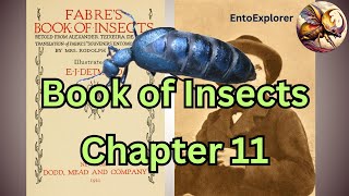 Life of a Blister Beetle  Book of Insects Chapter 11 by JeanHerni Fabre [upl. by Emmalyn]