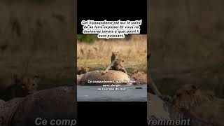 animal animals الصيد lion الحسون animaux wildlife ببغاء film الحمام [upl. by Clementis]