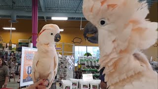 Cockatoos meet each other in pet store hilarity ensues [upl. by Ahtanaram]