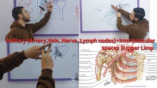 Axillary ArteryVeinNerveLymph nodesIntermuscular spaces  Upper Limp [upl. by Ayotnom]