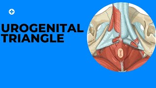 Urogenital Triangle [upl. by Yrrac519]