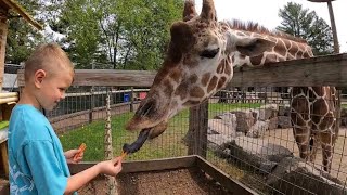 Wildwood Wildlife Park BEST ZOO Minocqua Wisconsin 2022 [upl. by Apoor]