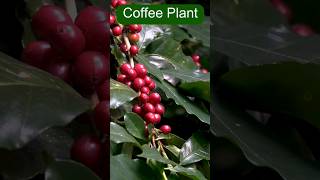 Growing Coffee Plant At Home [upl. by Anerda337]