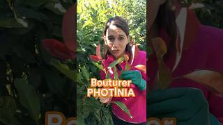 Comment bouturer un photinia  jardin plant arbre photinia haie october plants culture agri [upl. by Aima]