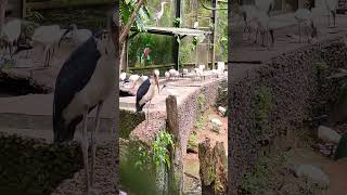 The marabou stork birds beautiful nature forest kanniyakumari zoo sanctuary tourism travel [upl. by Nnayd341]