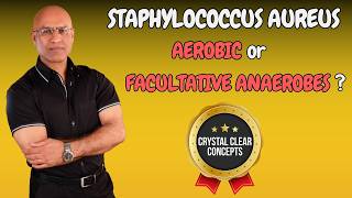 Staphylococcus Aureus  Aerobic or Facultative Anaerobic Bacteria [upl. by Shult704]