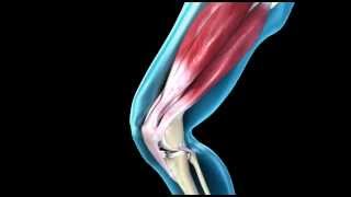 Knee Joint  Range of Movement  3D Medical Animation  ABP © [upl. by Rehpinej113]