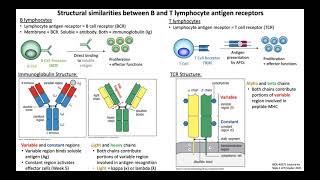 Lecture 4a Lymphocyte Antigen Receptors [upl. by Balsam]